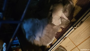 Pui de pisica persana  - imagine 3