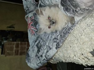 Pui de pisica persana 