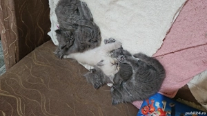 Pui de pisica persana  - imagine 2