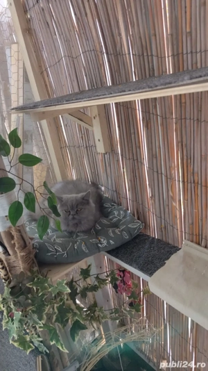 Pui de pisica persana  - imagine 4