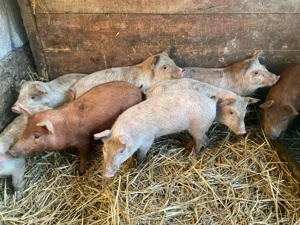 Vand purcei  - imagine 3