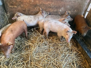 Vand purcei  - imagine 2