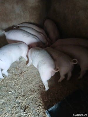 Purcei de Vânzare!!!!