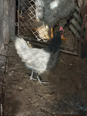 Vanf gaina din rasa  Australorp 