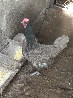 Vanf gaina din rasa  Australorp  - imagine 3