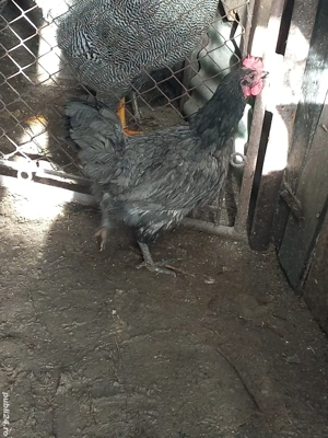 Vanf gaina din rasa  Australorp  - imagine 2