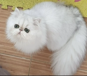 pisica persana light