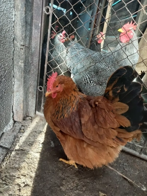 Vand gaina din rasa New Hampshire 