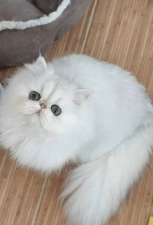 pisica persana light - imagine 3