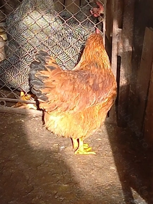 Vand gaina din rasa New Hampshire  - imagine 2