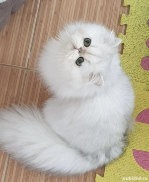 pisica persana light - imagine 2