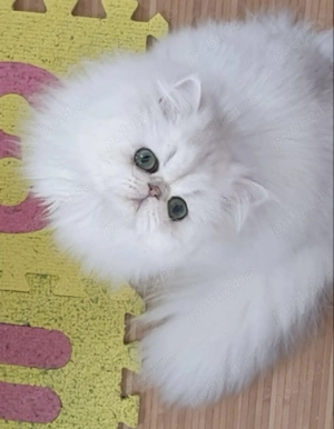 pisica persana light - imagine 4