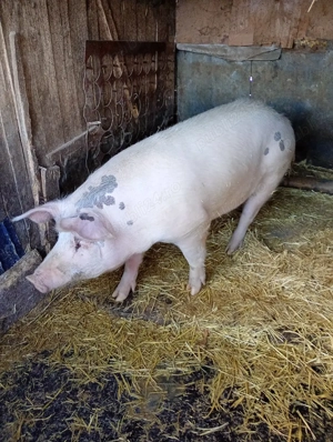 porc de vânzare  - imagine 2