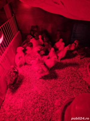 Pui de țară  - imagine 2