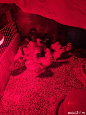 Pui de țară  - imagine 3