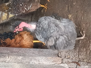 Vand gaina golasa si motata