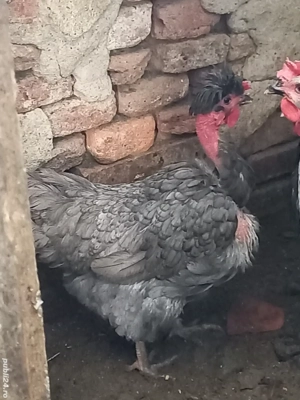 Vand gaina golasa si motata - imagine 2