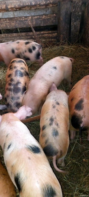 Vând 8 purcei înțărcați la 10 săptămâni 