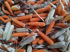 Vând porumb  stileti - imagine 2