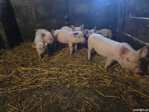 Purcei de vânzare  - imagine 2