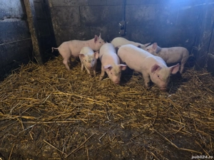Purcei de vânzare  - imagine 4