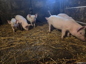 Purcei de vânzare  - imagine 3