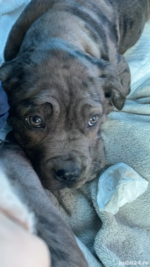 Vand cățelușa Cane Corso - imagine 4