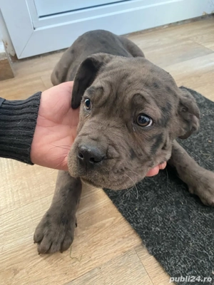 Vand cățelușa Cane Corso - imagine 3