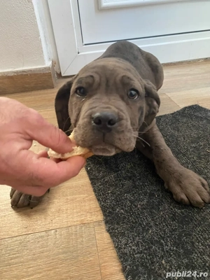 Vand cățelușa Cane Corso - imagine 2
