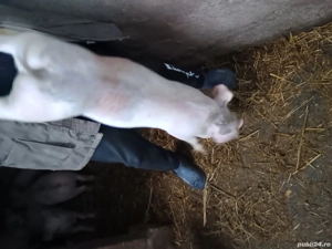 Vând purcei Marele Alb cu Duroc 30-35kg  - imagine 3