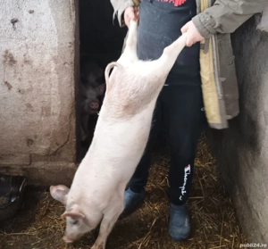 Vând purcei Marele Alb cu Duroc 30-35kg 
