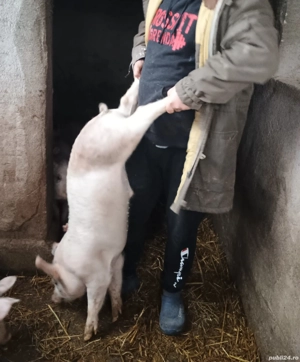 Vând purcei Marele Alb cu Duroc 30-35kg  - imagine 5