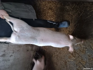 Vând purcei Marele Alb cu Duroc 30-35kg  - imagine 4