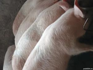 Vând purcei Marele Alb cu Duroc 30-35kg  - imagine 2