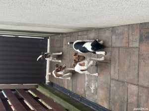 Fox Terrier 2 luni - imagine 4