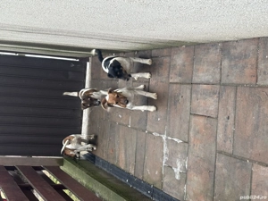 Fox Terrier 2 luni - imagine 3