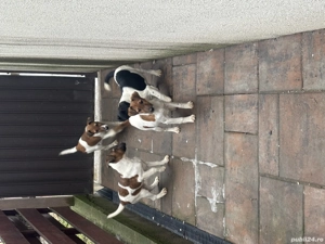 Fox Terrier 2 luni - imagine 5