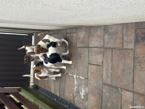 Fox Terrier 2 luni - imagine 2