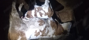 vaca baltata fătată de o saptamana - imagine 3