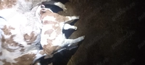 vaca baltata fătată de o saptamana - imagine 2