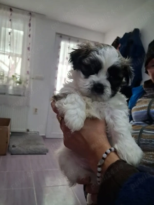 Un băiețel shhih tzu de vânzare 