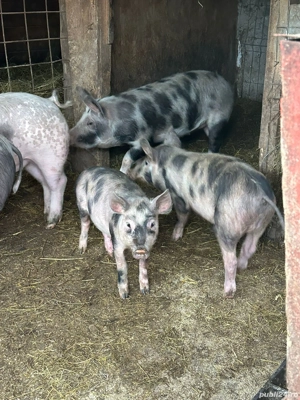 Vand purcei 50-60kg - imagine 4