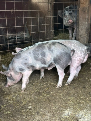 Vand purcei 50-60kg - imagine 3