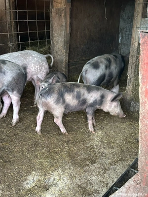 Vand purcei 50-60kg - imagine 2