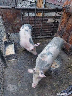         De Vanzare 2 Fete  - imagine 2