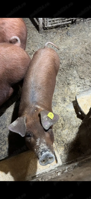 scrofita duroc pur 40 kg - imagine 3