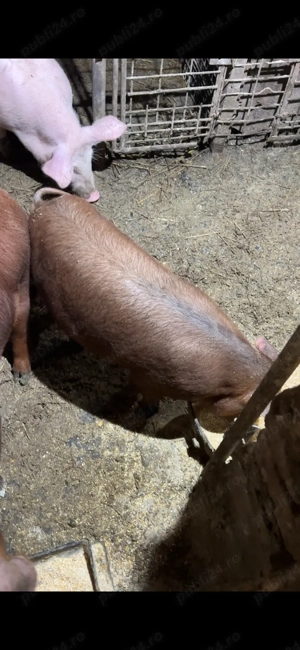 scrofita duroc pur 40 kg