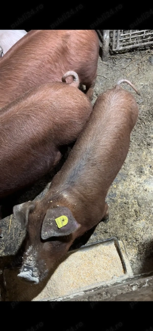 scrofita duroc pur 40 kg - imagine 2