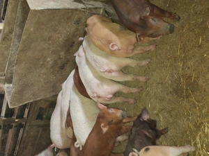 Vând purcei și soldani 