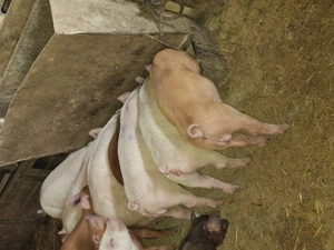 Vând purcei și soldani  - imagine 3